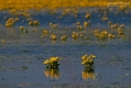 094_Biebrza - kwiecien 2011